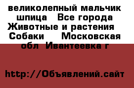 великолепный мальчик шпица - Все города Животные и растения » Собаки   . Московская обл.,Ивантеевка г.